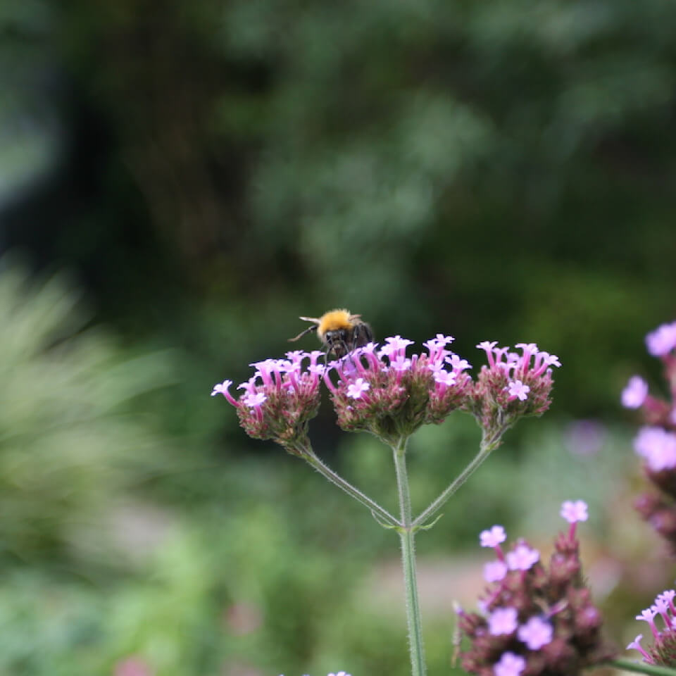 tuinontwerper biodiversiteit stadstuin