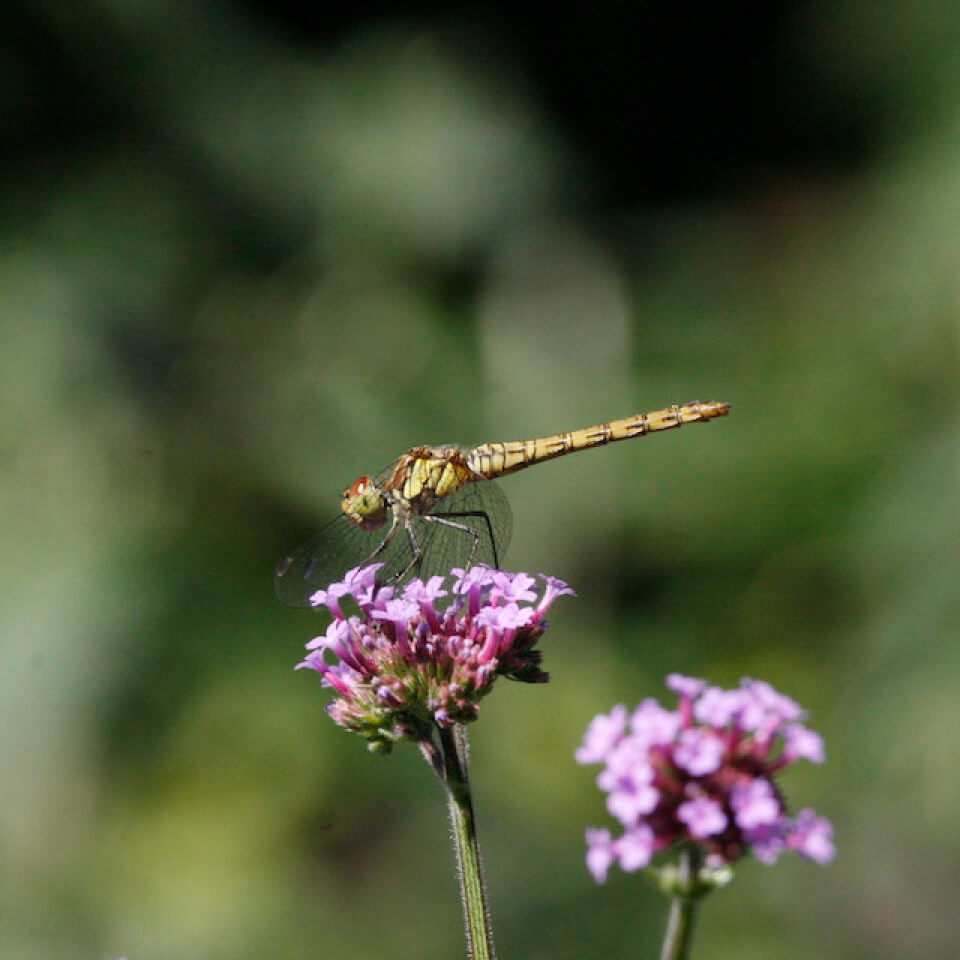 tuinontwerper biodiversiteit stadstuin