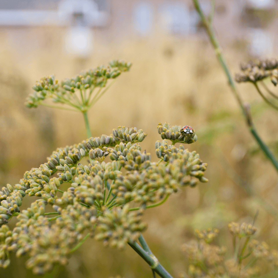 tuinontwerp amsterdam haarlem utrecht