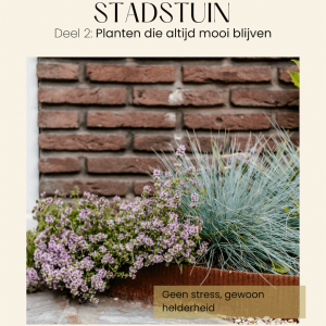 Ebook Planten die altijd mooi blijven